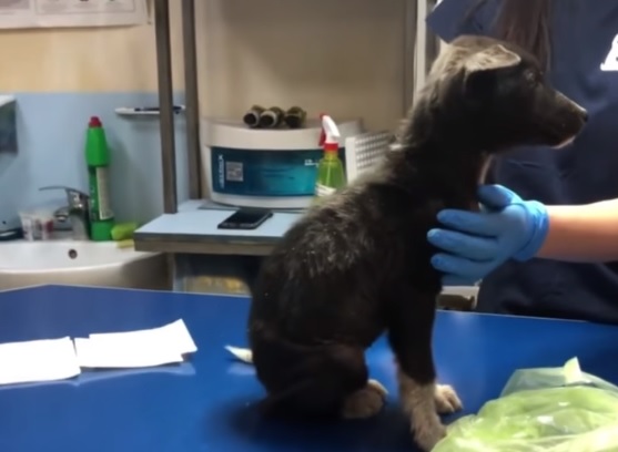 Финские волонтеры спасли щенка в освобожденном Изюме (видео)