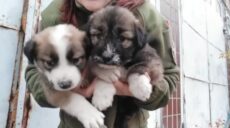 Военные ВСУ на Харьковщине спасли шесть щенков и ищут им хозяев (видео)