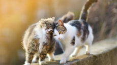 “Коти війни”: у Харкові волонтери шукають господарів для сотень мурчиків