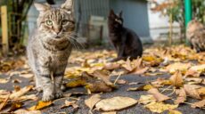 В Харькове будут наносить татуировки уличным котам, а собакам — крепить клипсы