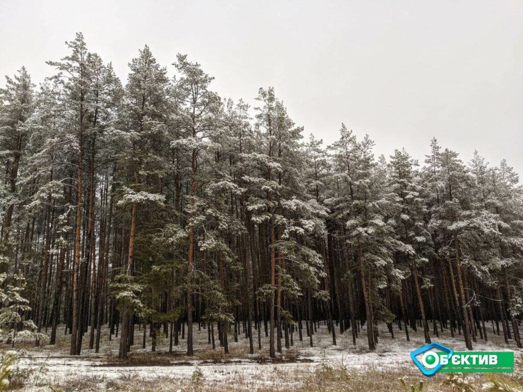 Названо найнебезпечніші ліси Харківщини