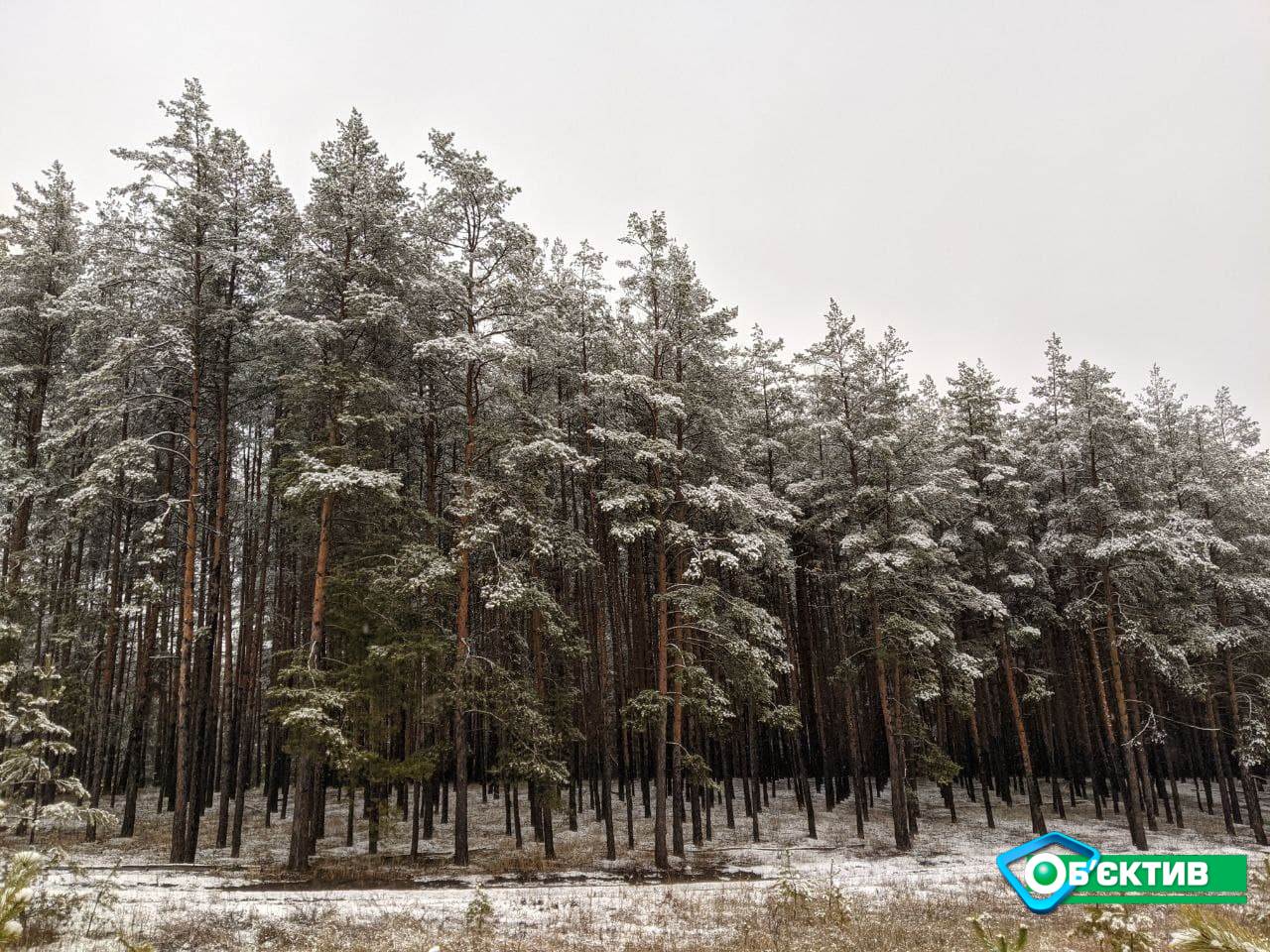 Прокуроры через суд пытаются вернуть 5 га леса на Харьковщине