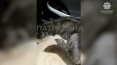 Патрульные показали, как спасли сбитого на дороге пса в Харькове (видео)
