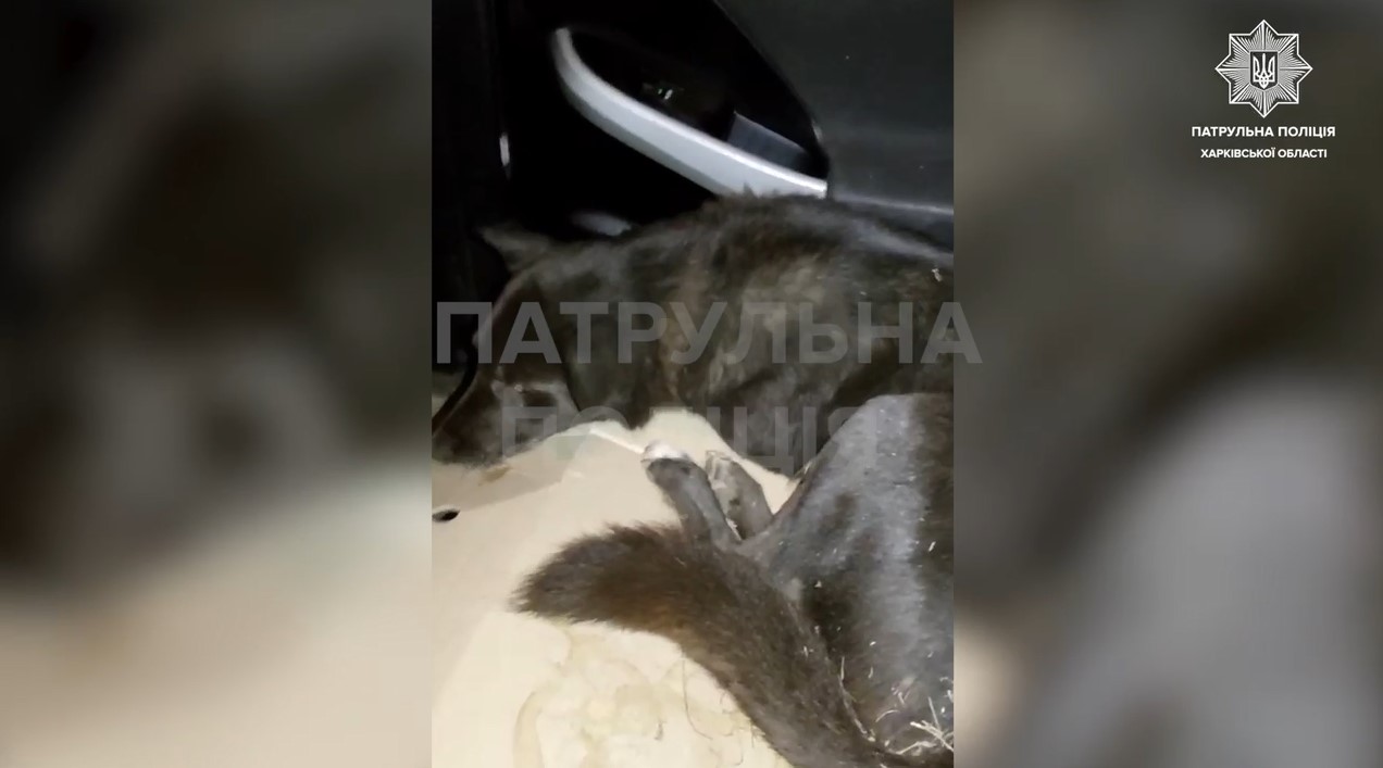 Патрульні показали, як врятували збитого на дорозі песика в Харкові (відео)