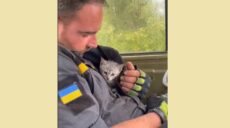 Спасенный из-под завалов на Харьковщине котенок поедет с ГСЧС на Закарпатье