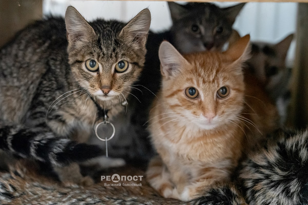 Морозы угрожают 70 котам из приюта в Харькове: будущих хозяев ожидают подарки