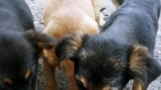 На Харківщині допоможуть перезимувати безпритульним тваринам: що встановлять