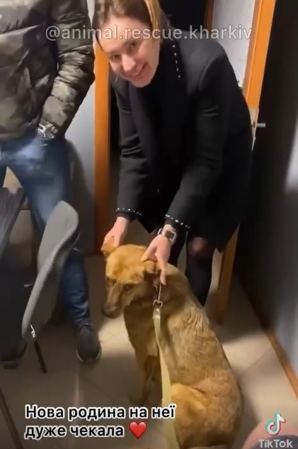 Собака Ляля, яка брала учать в зачистці Куп’янська, знайшла родину у Львові