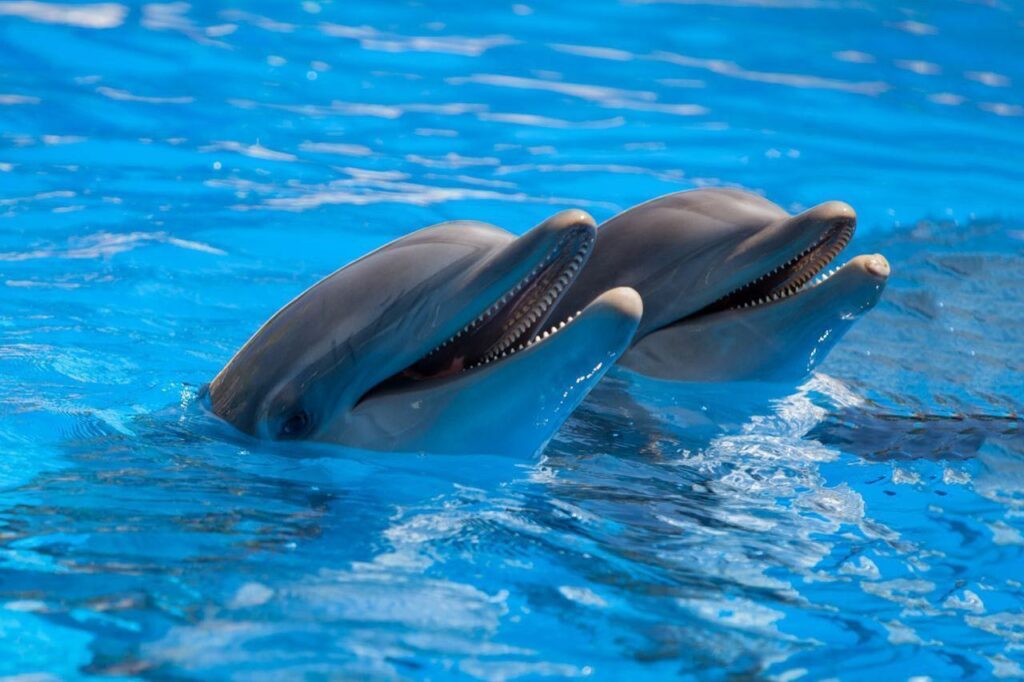 Дельфины и морской котик Боб вернулись в Харьков из эвакуации (видео)