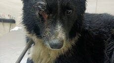 Господиня загинула, господар у реанімації: на Харківщині рятують пса