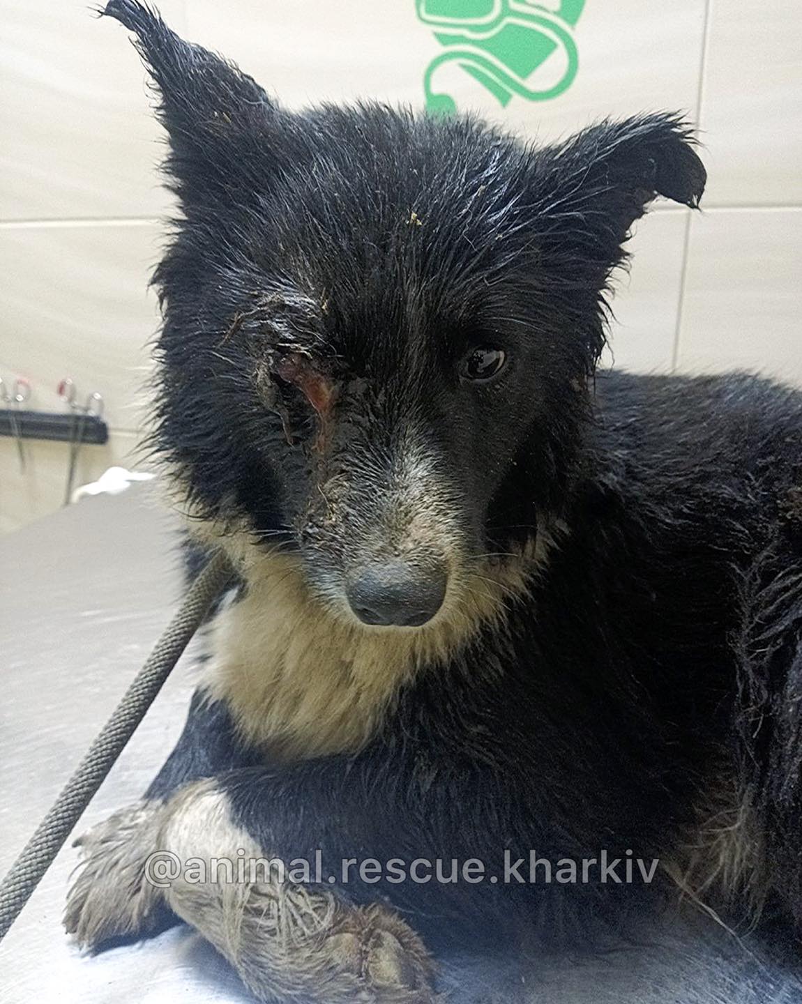 Хозяйка погибла, хозяин в реанимации: на Харьковщине спасают осиротевшего пса