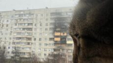 Знаменитий харківський кіт Степан повернувся додому на Північну Салтівку