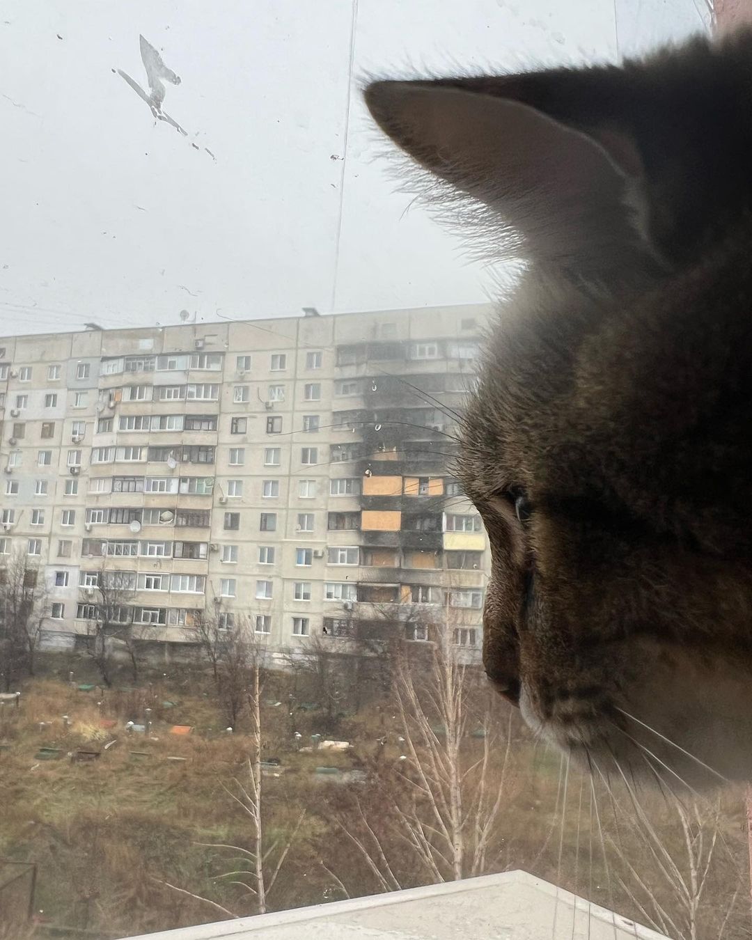 Знаменитий харківський кіт Степан повернувся додому на Північну Салтівку