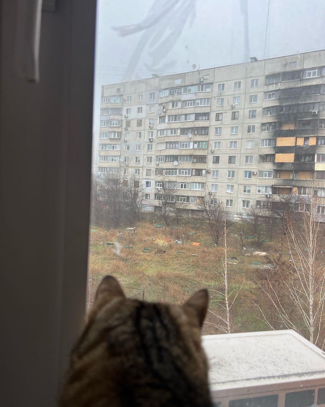 Кіт Степан повернувся до Харкова