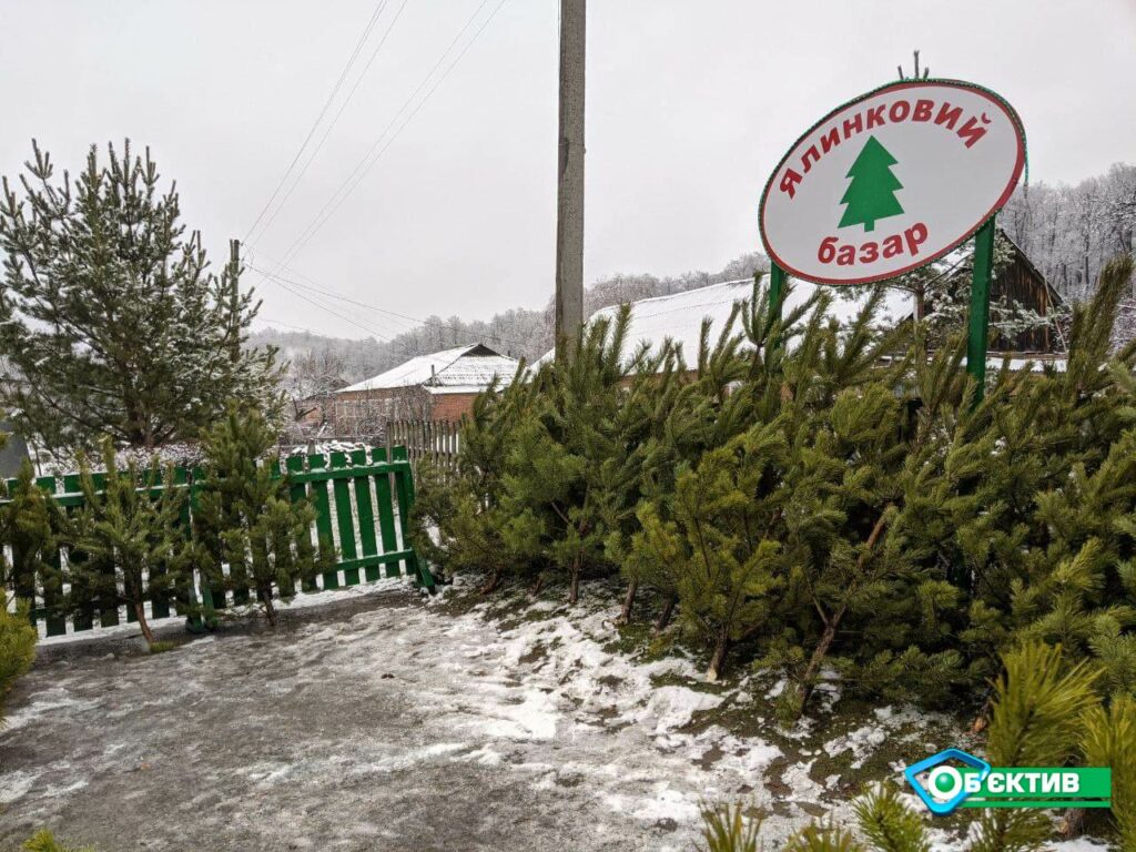 Тысячи новогодних елок планируют срубить на Харьковщине. Известны цены