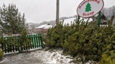 Тисячі новорічних ялинок планують зрубати на Харківщині. Відомі ціни