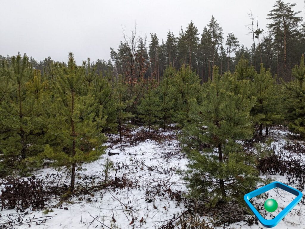 Більше половини площі лісів Харківщини потребує розмінування