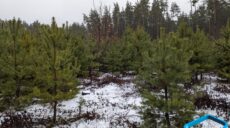 Более половины площади лесов Харьковщины нуждается в разминировании