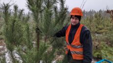 На Харківщині ціни на новорічні ялинки цьогоріч не підвищать (фото, відео)
