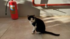 Співробітника “ХТМ” з-під завалів котельні в Харкові врятувала кішка (фото)
