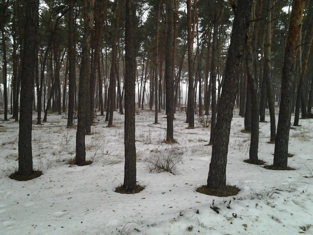 У Харкові на Журавльовці рубають ліс на дрова для мешканців міста