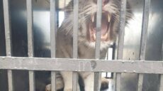Белый тигр, вывезенный с Харьковщины, — нуждается в помощи: объявлен аукцион
