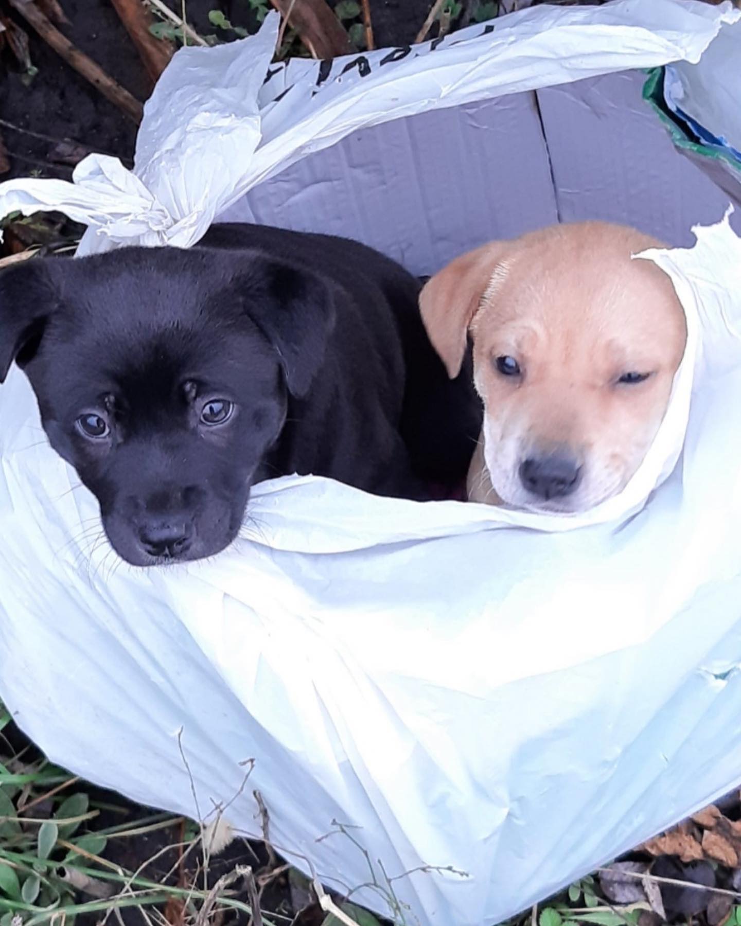 Харьковский военный спас двух щенков, которых завязали в пакете (фото)