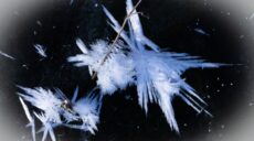 Харківський синоптик пояснив, як з’являються морозні квіти на льоду (фото)