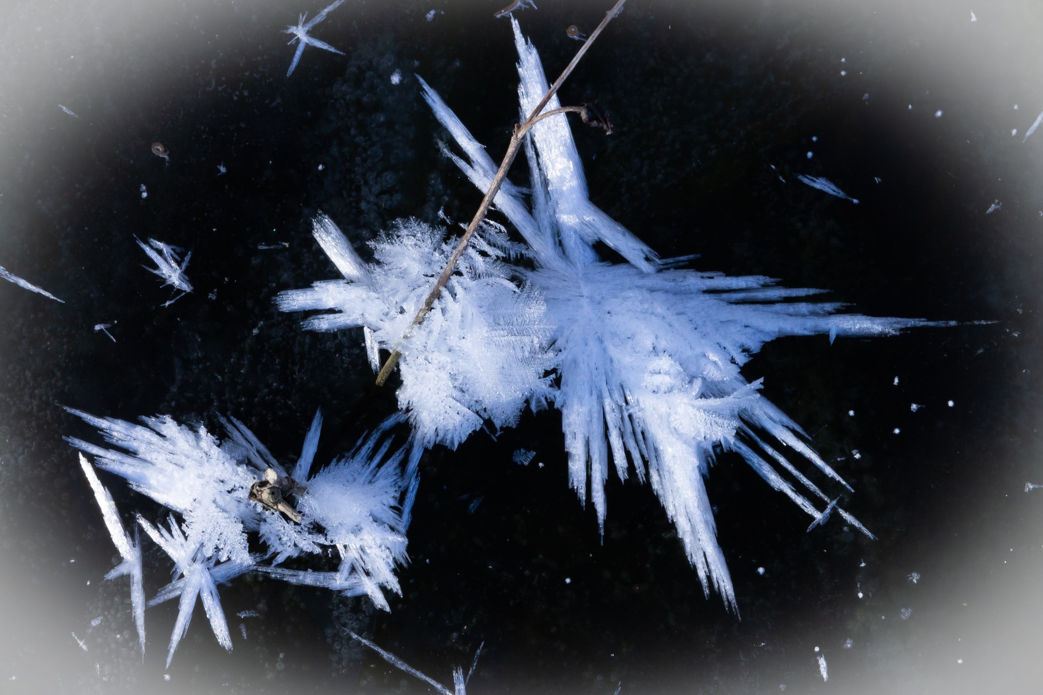 Харьковский синоптик объяснил, как появляются морозные цветы на льду (фото)