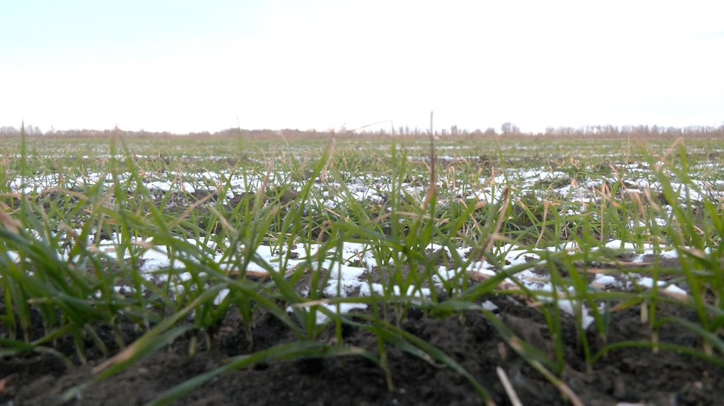 Як морози без снігу вплинуть на майбутній урожай, розповів харківський агроном