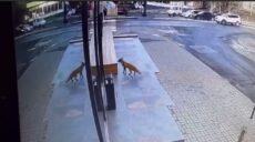 У центрі Харкова помітили лисицю (відео)