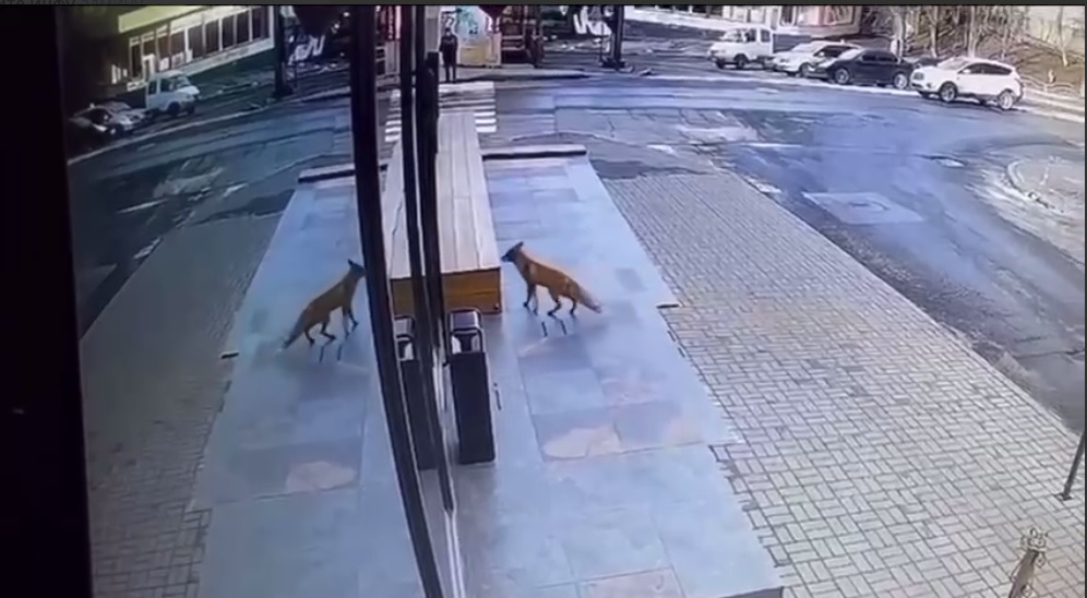 В центре Харькова заметили лису (видео)