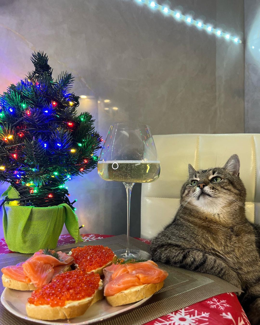 Известный харьковский блоггер кот Степан поздравил украинцев с Новым годом