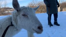 Тисячу тварин врятували за рік війни з деокупованої Харківщини (відео)