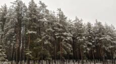Лісгоспу на Харківщині не дозволили рубати заповідні дерева на дрова – Куц