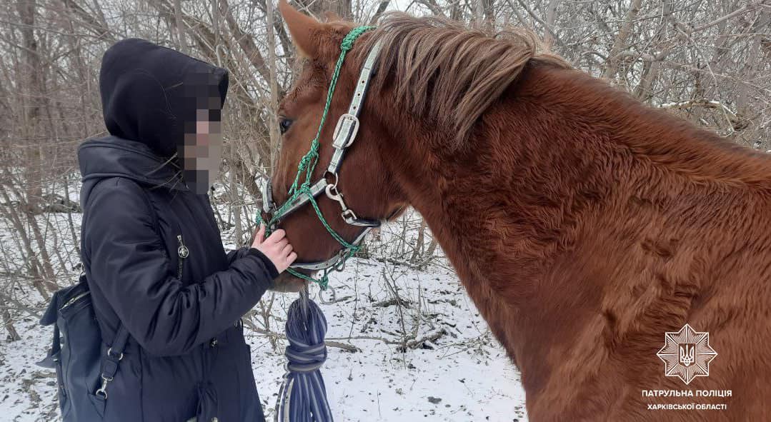В Харькове поймали бесхозного коня и вернули владелице