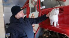 Міні-притулок для котів і собак виник у пожежній частині під Харковом (відео)