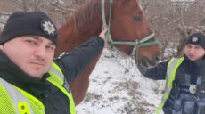 По Харькову разгуливал бесхозный конь. Его поймали полицейские