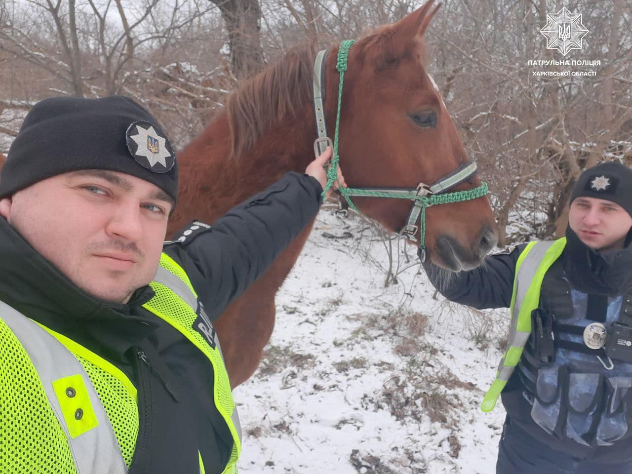 По Харькову разгуливал бесхозный конь. Его поймали полицейские