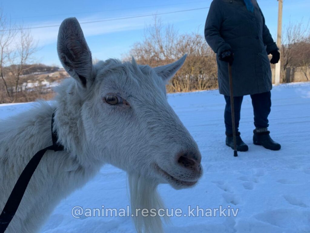 На Харьковщине эвакуировали козу из приграничья с рф