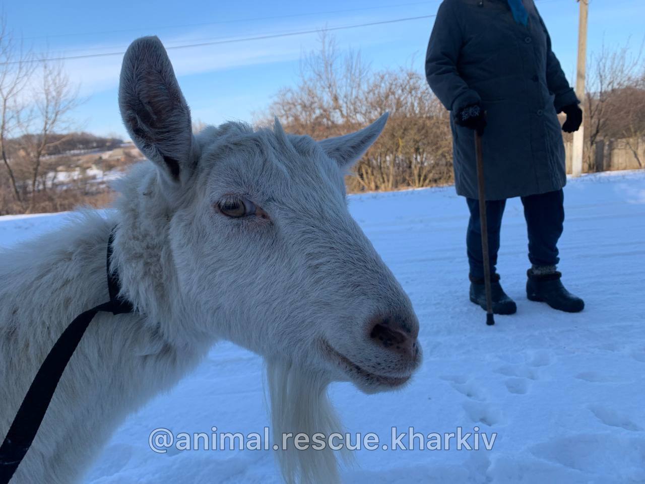 На Харківщині евакуювали козу з прикордоння з рф