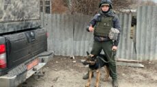 З прифронтових населених пунктів Харківщини волонтери евакуювали тварин