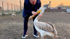Вважався загиблим: пелікан із харківського екопарку знайшовся на Сумщині