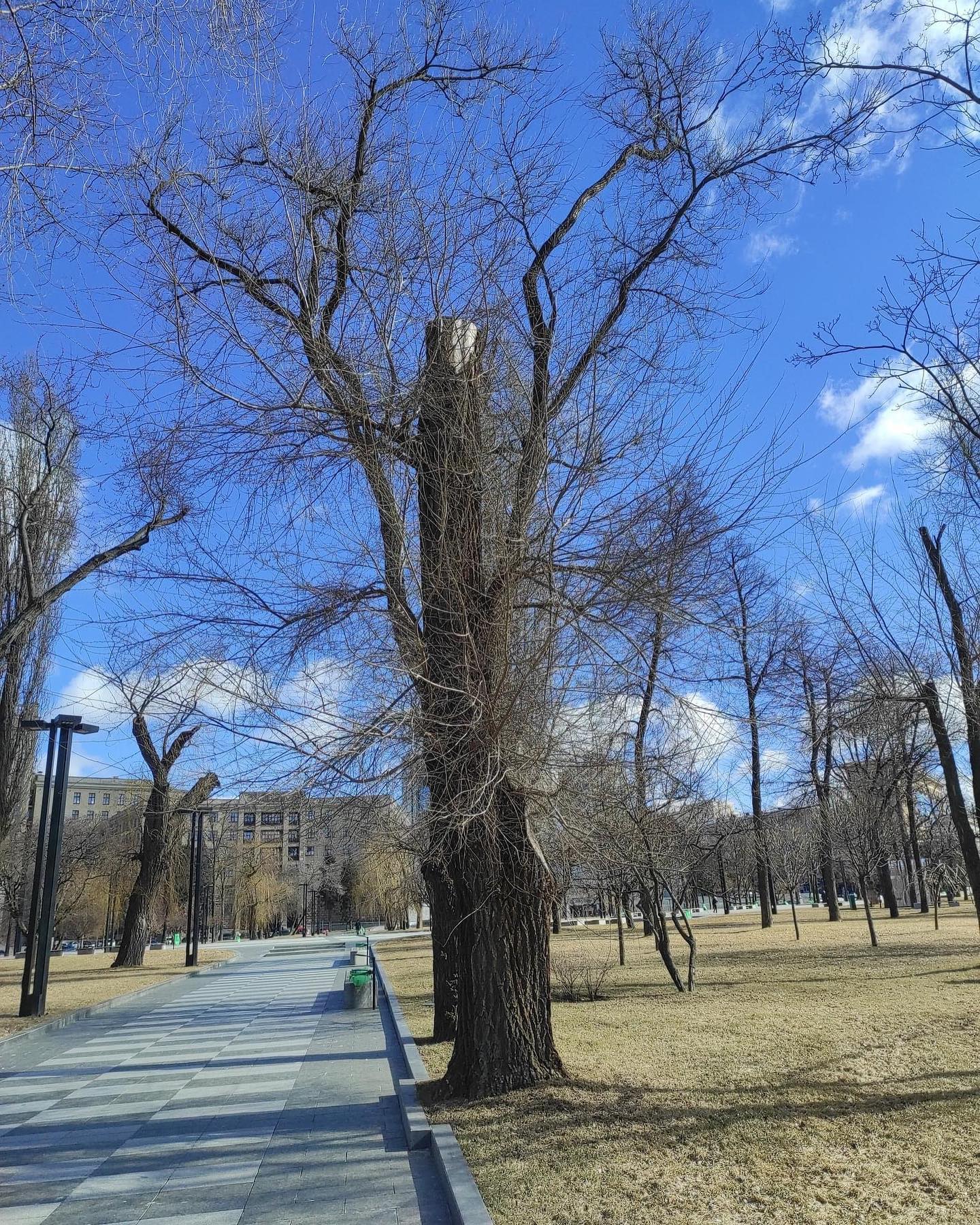 В Харькове обрезают деревья под ствол 3