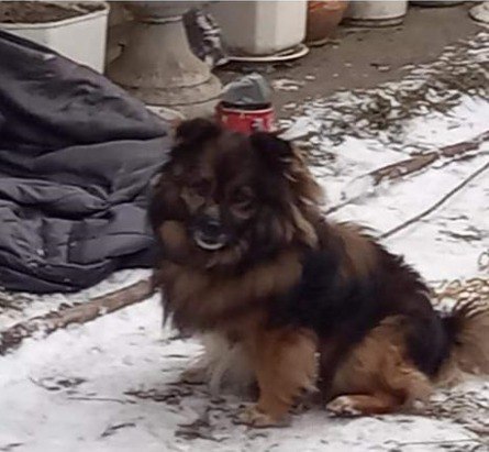 На Харківщині жінка ошукала воїна ЗСУ: взяла гроші і вигнала собаку