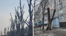 Місто понівечених дерев: у Харкові порушують рішення Кабміну – активіст