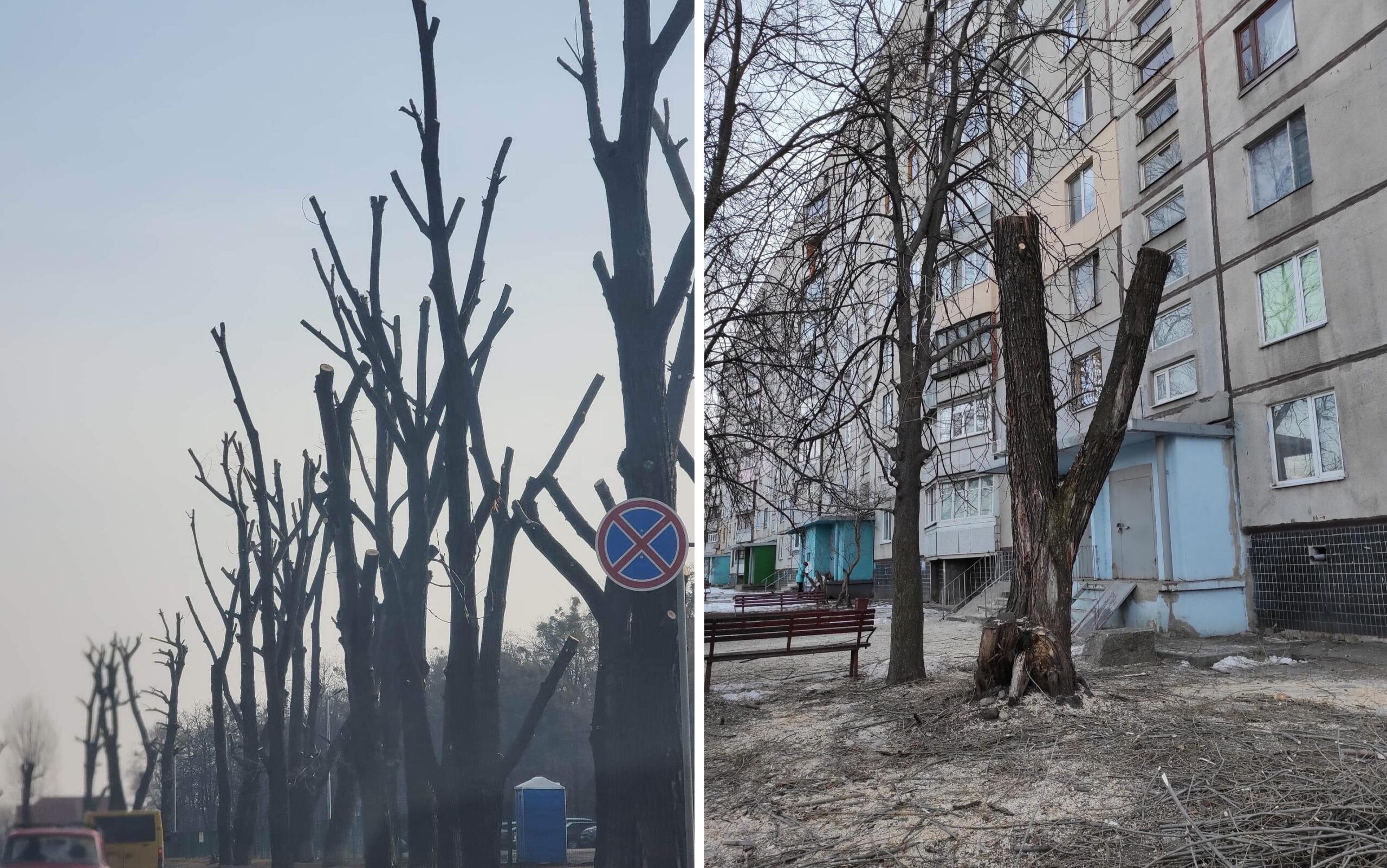 Город изуродованных деревьев: в Харькове нарушают решение Кабмина — активист