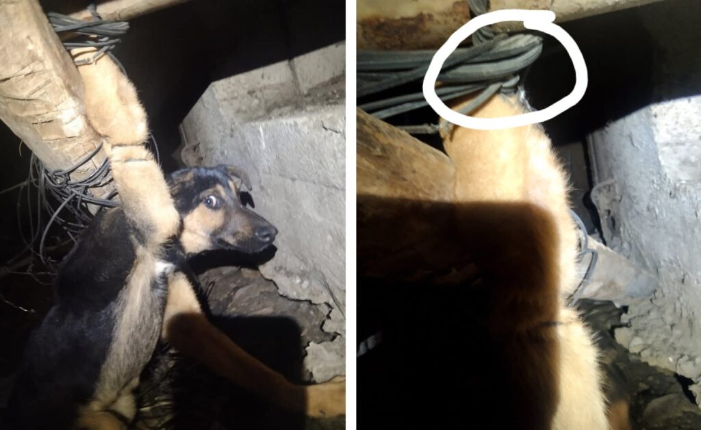 Распятый пес на Северной Салтовке в Харькове: делом занялась полиция