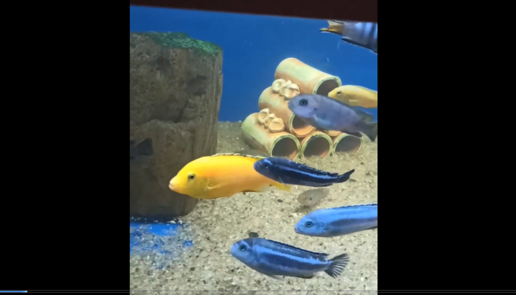 Сотні акваріумних риб евакуювали харківські волонтери з Донеччини (відео)