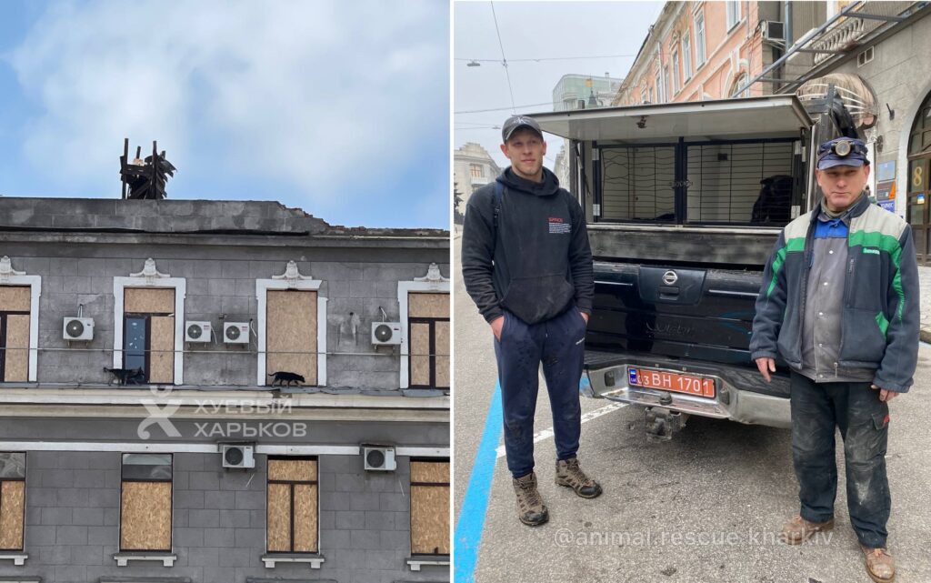 В Харькове собак сняли с крыши Дворца труда, они ходили по карнизу (видео)